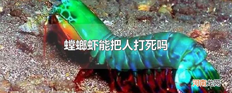 螳螂虾能把人打死吗