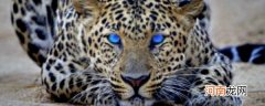 花豹是几级保护动物 金钱豹是几级保护动物