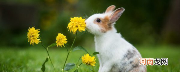 兔子夏天如何避暑 兔子夏天的避暑方法