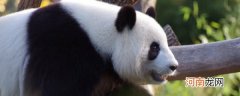 大熊猫是哪个科的动物 大熊猫是什么动物