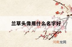 兰草头像用什么名字好_兰草花头像有什么意义