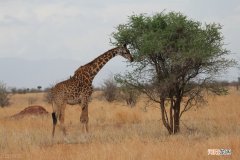 每头长颈鹿都是高血压 长颈鹿都有高血压