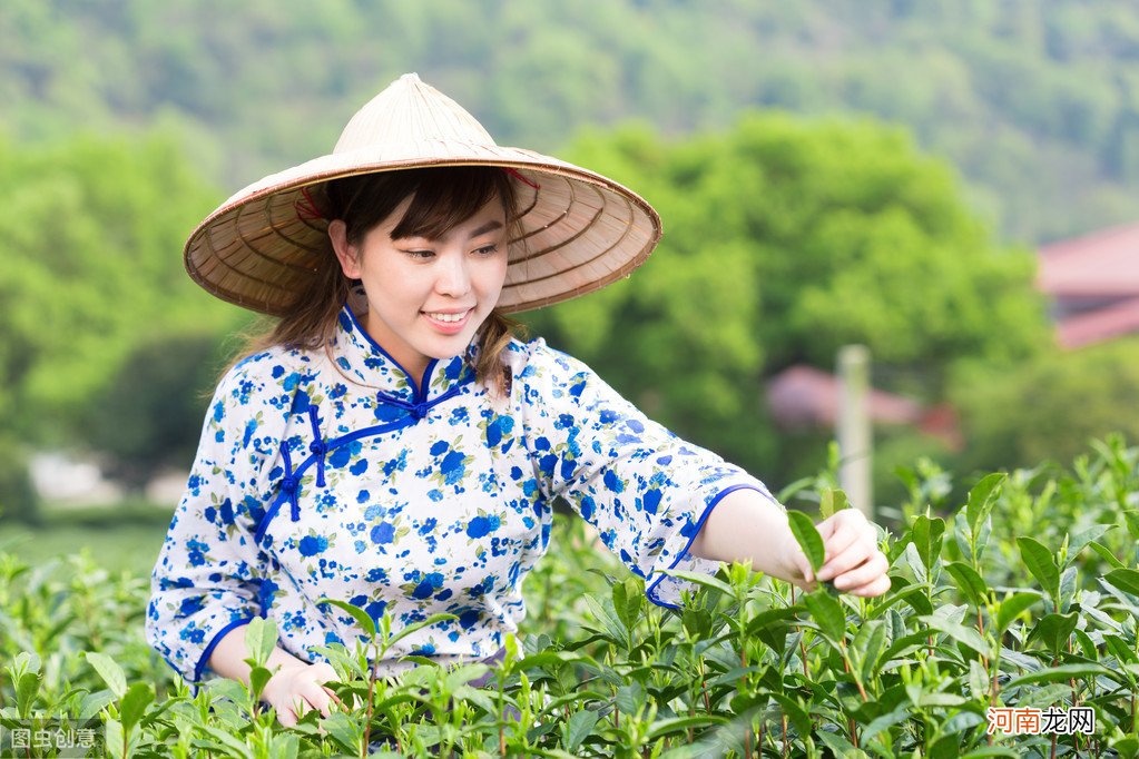 茶叶种植对环境的要求 茶叶的生长环境