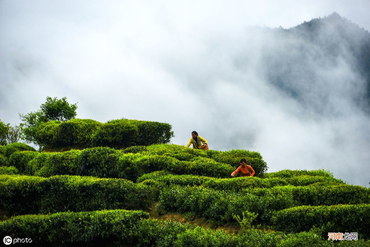 茶叶种植对环境的要求 茶叶的生长环境