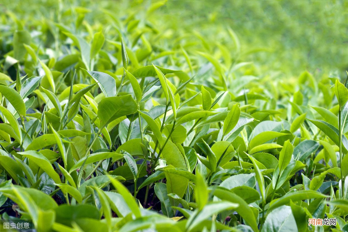 茶叶种植对环境的要求 茶叶的生长环境