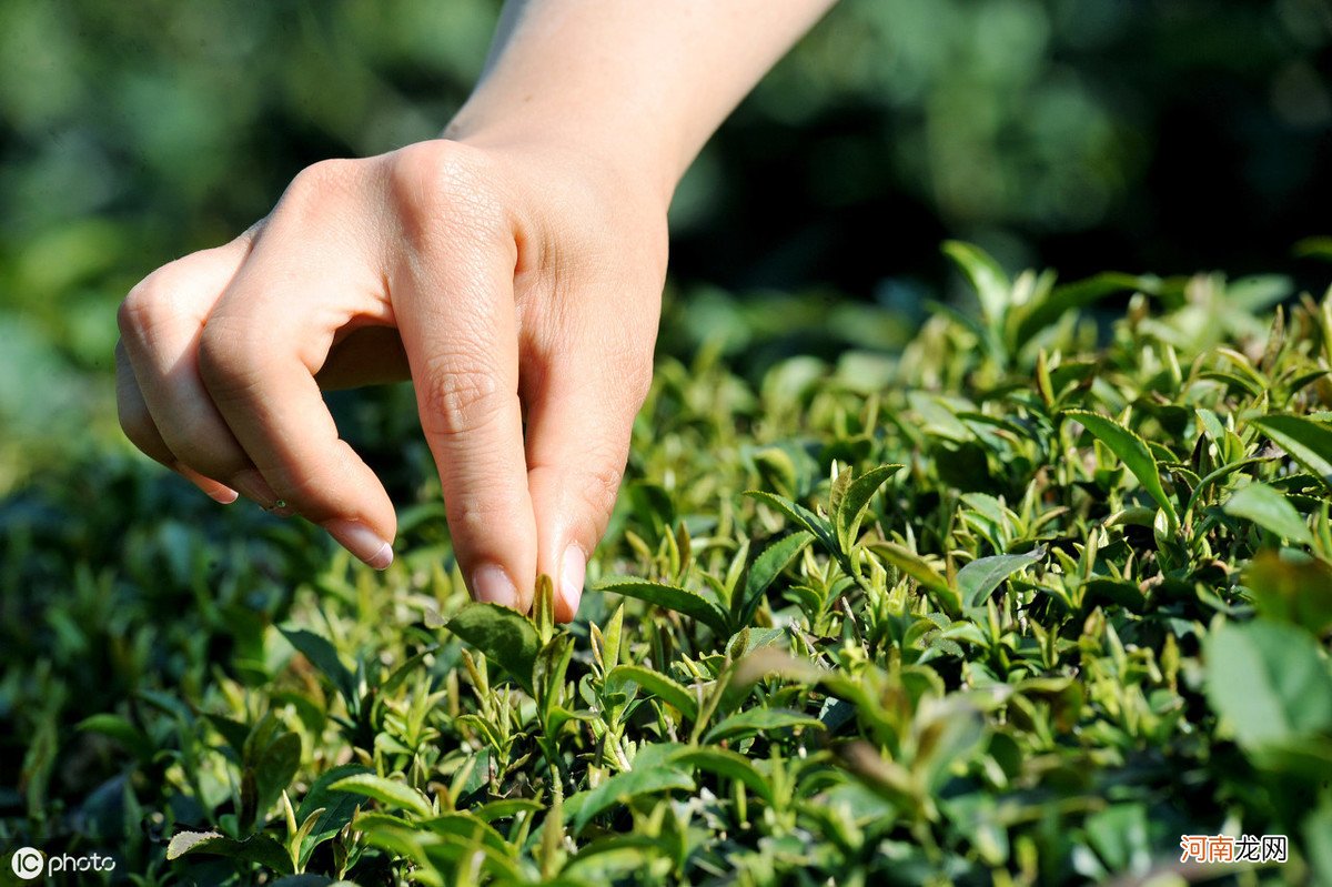 茶叶种植对环境的要求 茶叶的生长环境