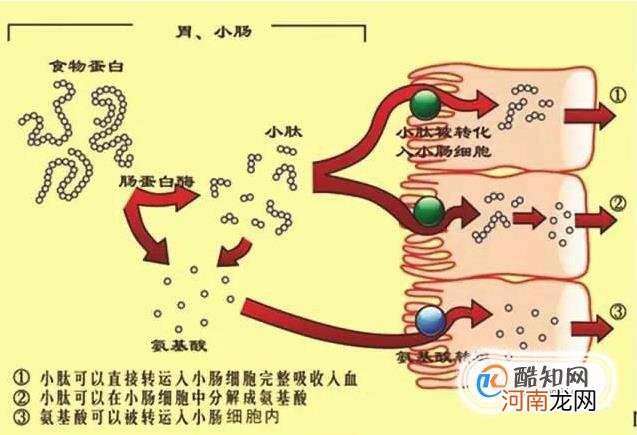 牛奶小分子肽片的作用