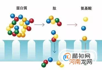 牛奶小分子肽片的作用