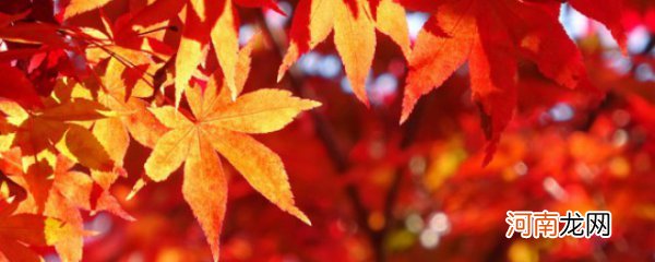 秋天还可以是什么颜色的呢为什么 秋天是什么颜色的 为什么