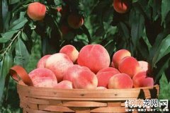 桃子有防止贫血、预防便秘的功效 孕妇可以吃桃子吗
