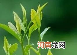 茶叶的种类与功效