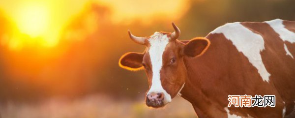 肉食牛养殖怎么样 肉食牛养殖介绍