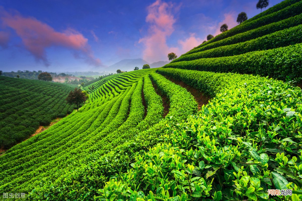 机械采茶的5个技术要点 茶叶生产机械基本知识