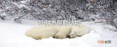 10种冬眠的动物