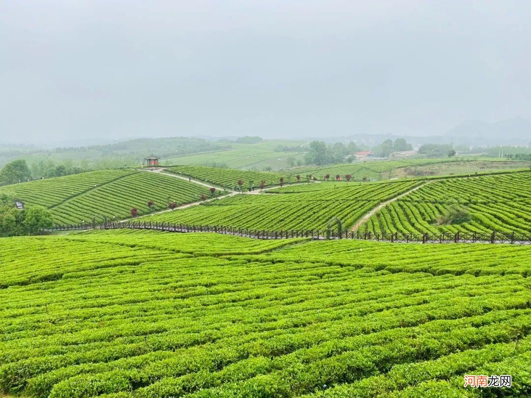 茶叶种植加工技术