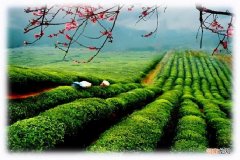 茶叶种植加工技术