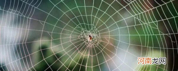 蜘蛛结网一般要多长时间 蜘蛛结网一般需要多久