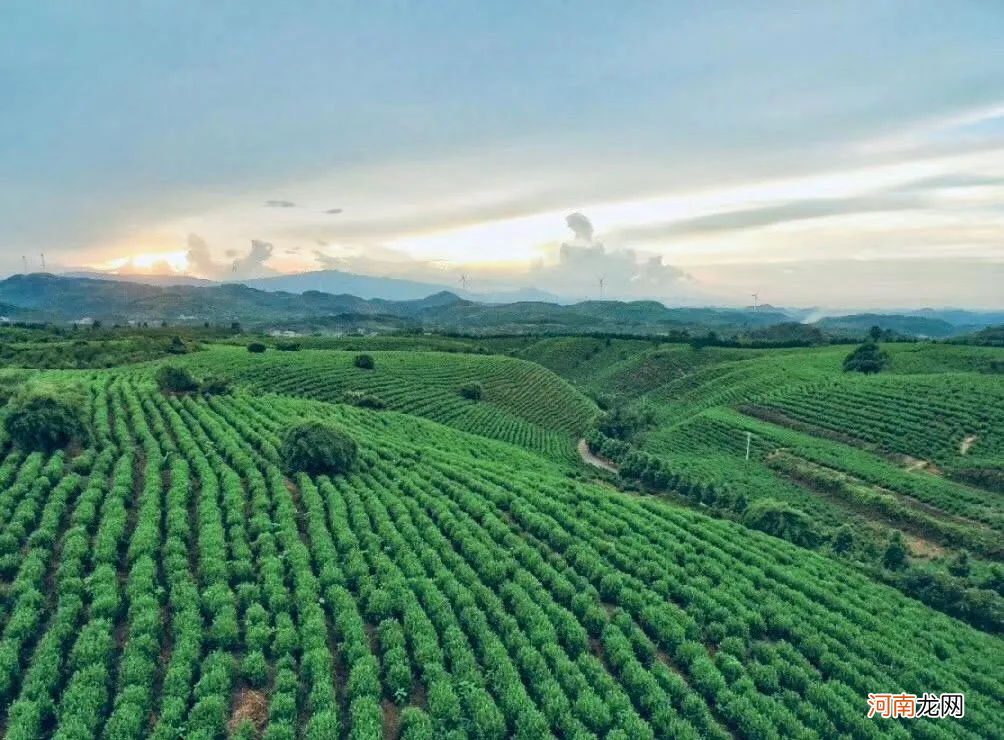 资深茶友也想喝的13种湖南茶 湖南茶叶有哪些品种