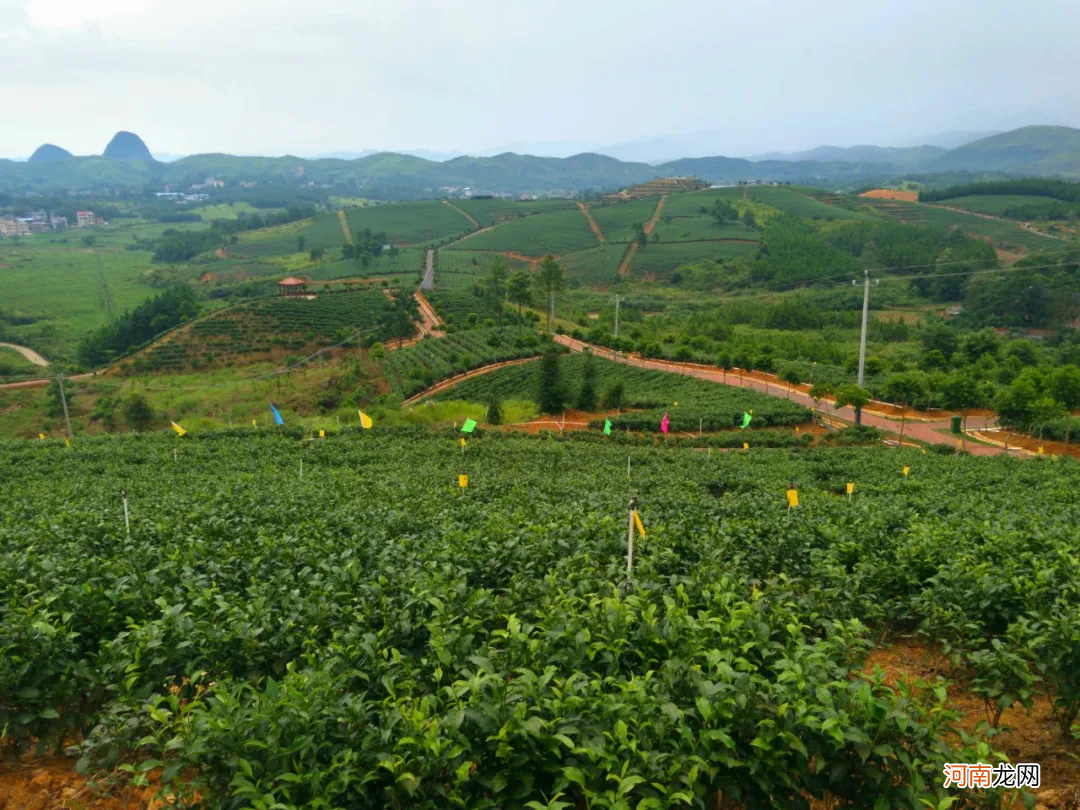 资深茶友也想喝的13种湖南茶 湖南茶叶有哪些品种