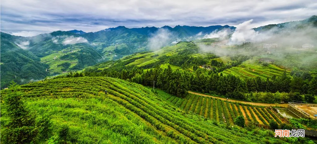 资深茶友也想喝的13种湖南茶 湖南茶叶有哪些品种