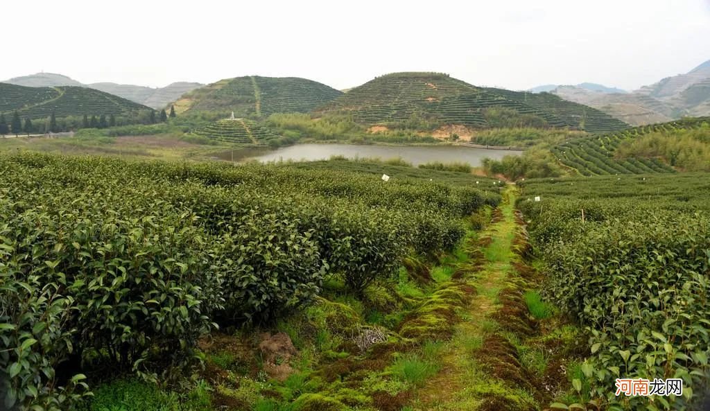 资深茶友也想喝的13种湖南茶 湖南茶叶有哪些品种