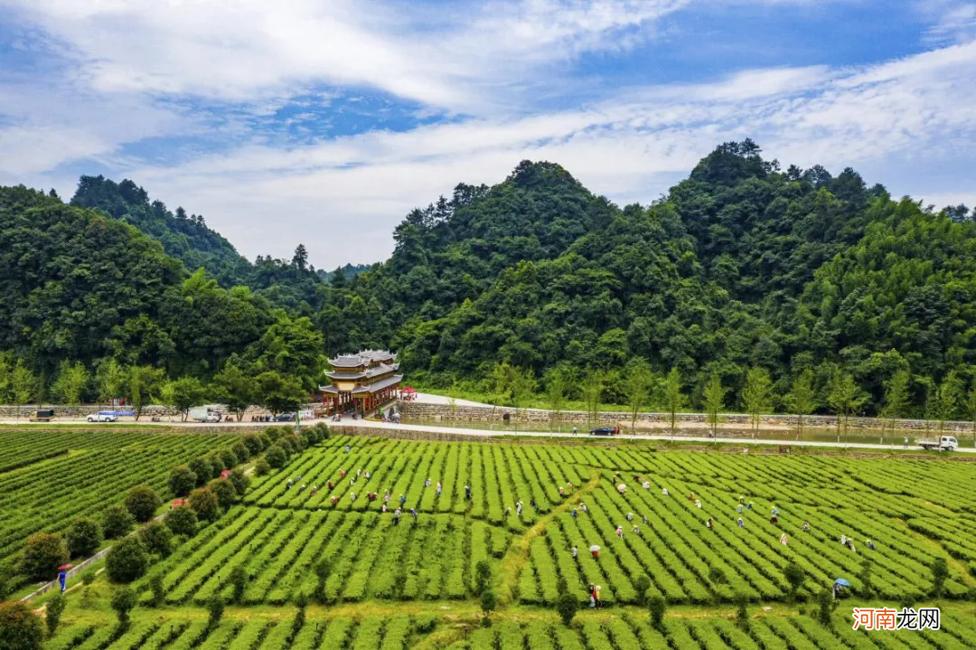 资深茶友也想喝的13种湖南茶 湖南茶叶有哪些品种