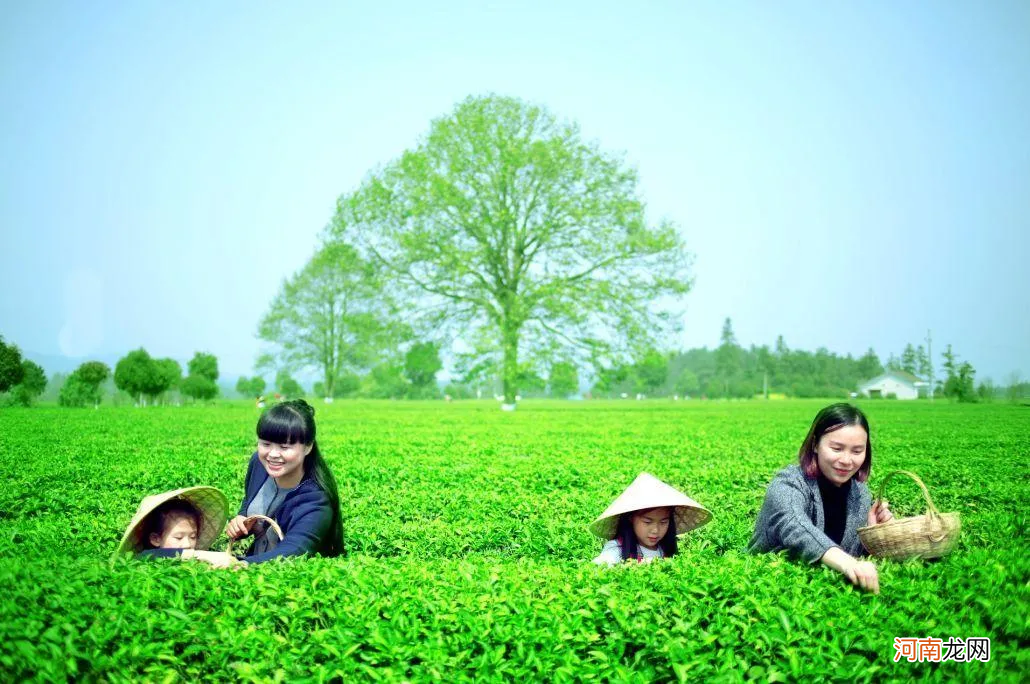 资深茶友也想喝的13种湖南茶 湖南茶叶有哪些品种