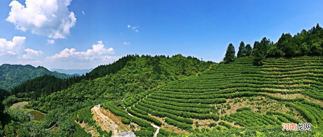 资深茶友也想喝的13种湖南茶 湖南茶叶有哪些品种