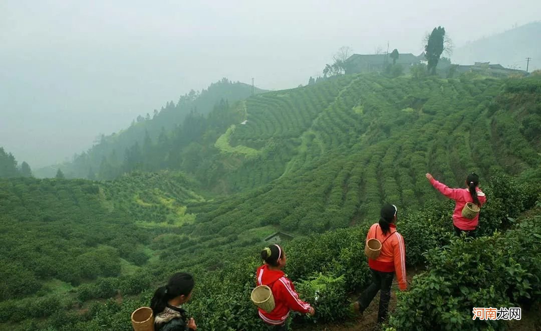 资深茶友也想喝的13种湖南茶 湖南茶叶有哪些品种