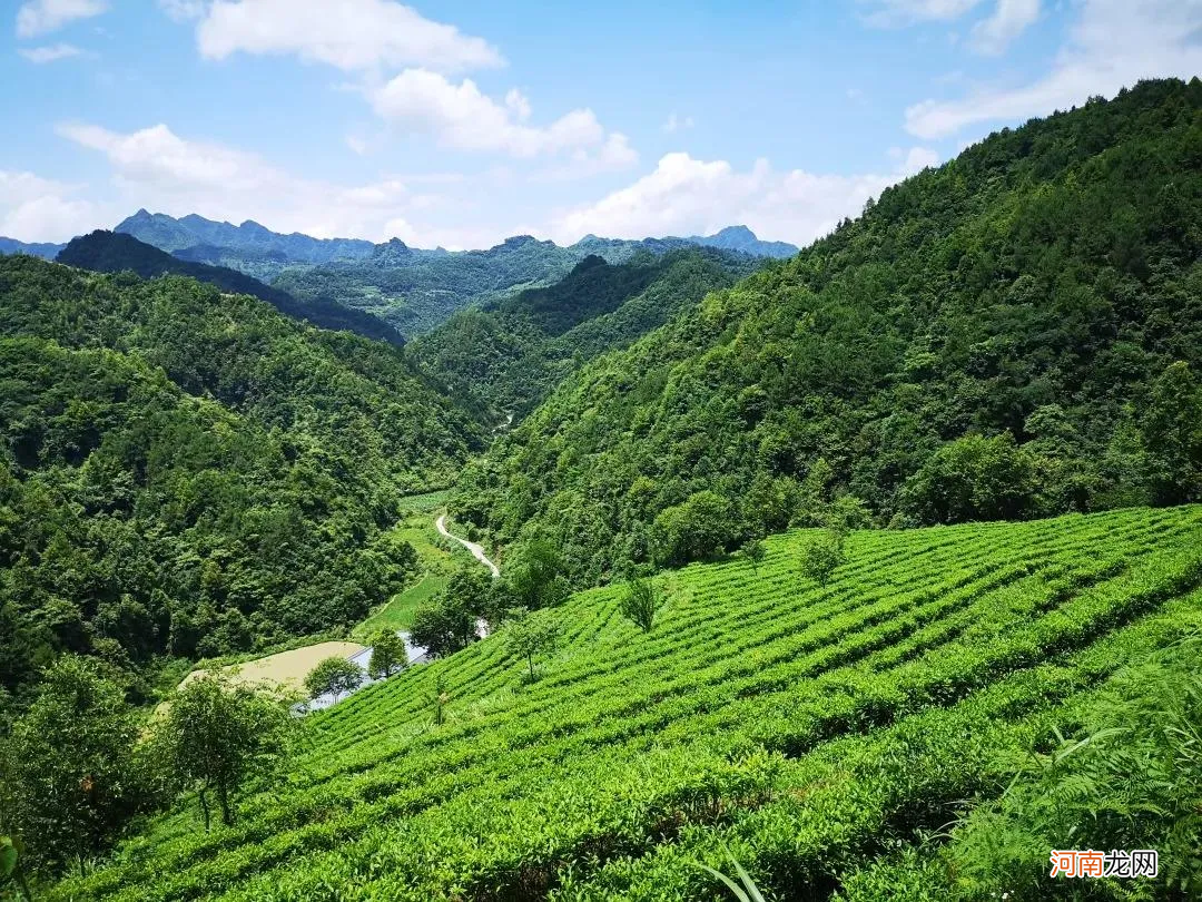 资深茶友也想喝的13种湖南茶 湖南茶叶有哪些品种