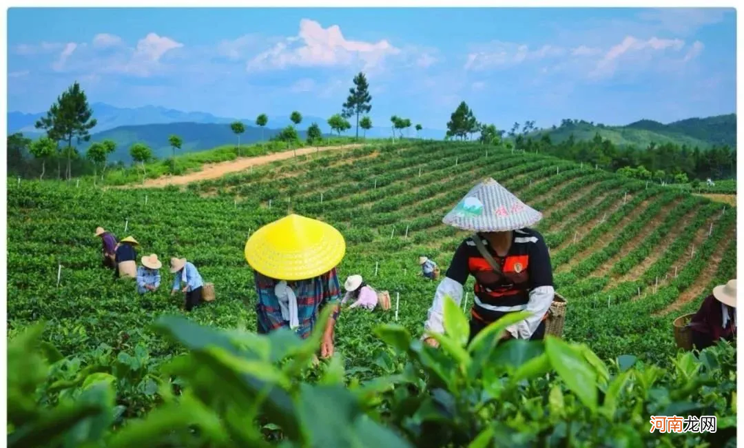 资深茶友也想喝的13种湖南茶 湖南茶叶有哪些品种