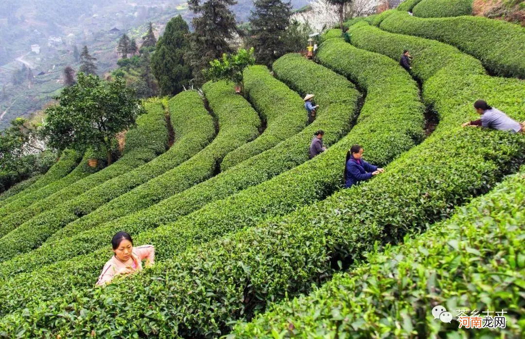 资深茶友也想喝的13种湖南茶 湖南茶叶有哪些品种