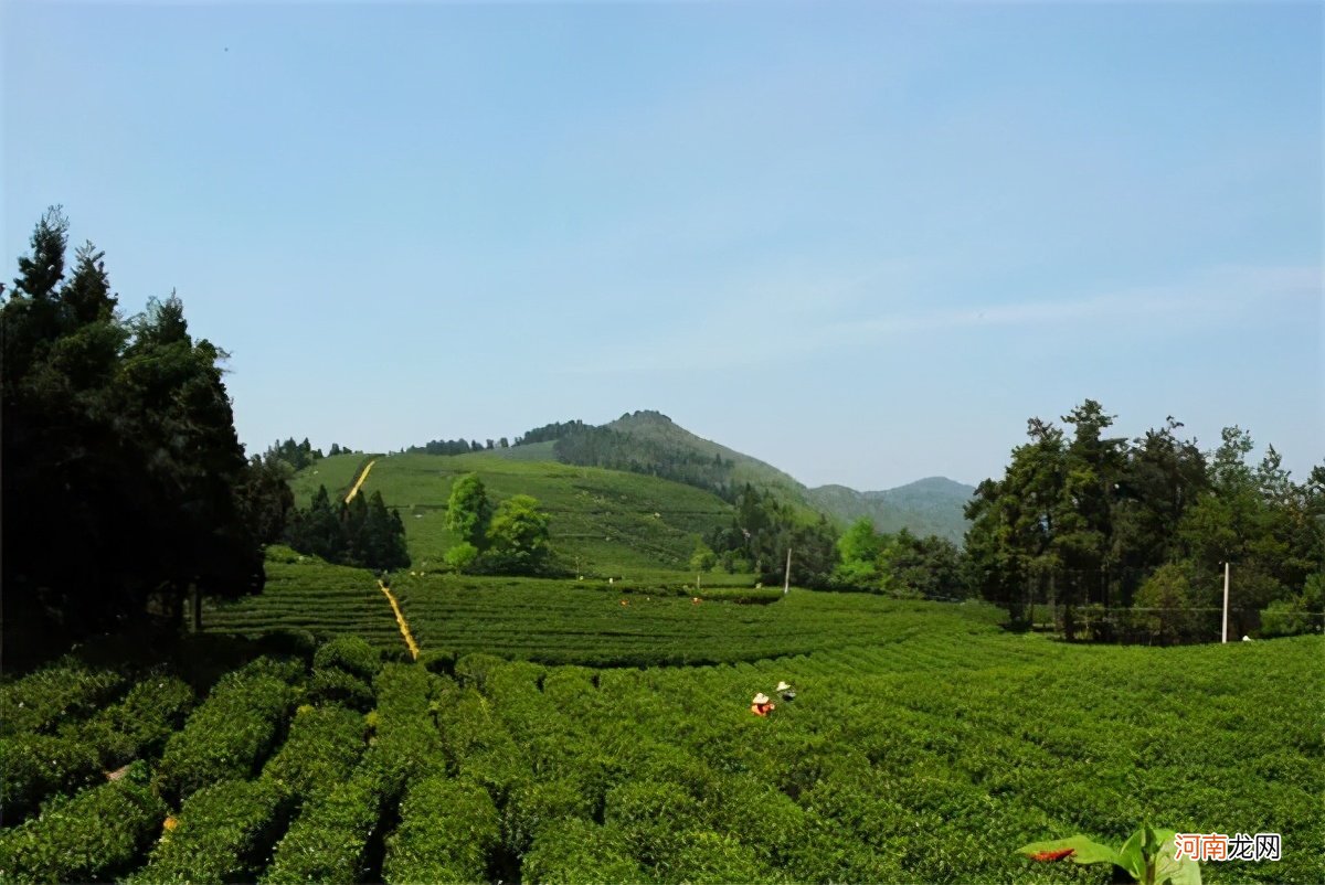 资深茶友也想喝的13种湖南茶 湖南茶叶有哪些品种