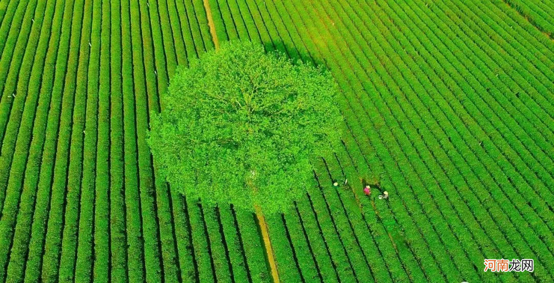 资深茶友也想喝的13种湖南茶 湖南茶叶有哪些品种