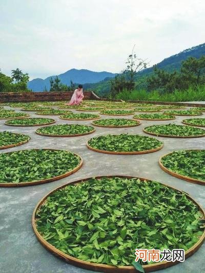 青茶的制作工艺 青茶茶叶制作方法