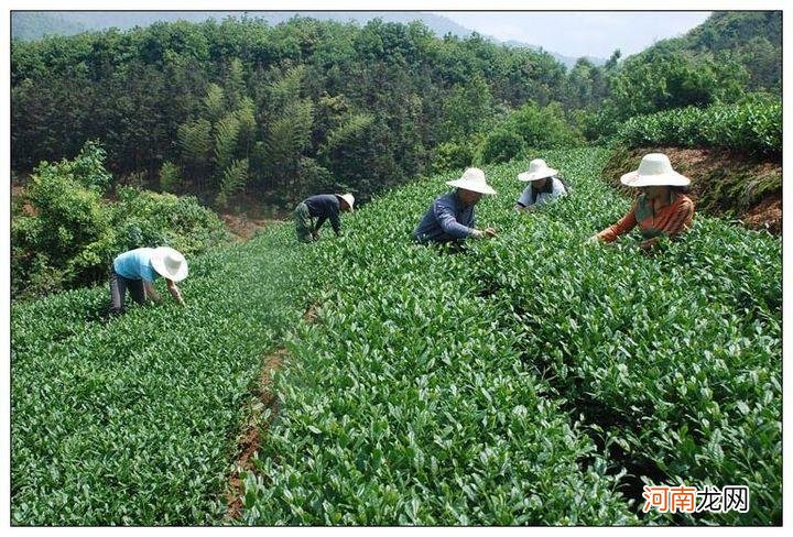 青茶的制作工艺 青茶茶叶制作方法