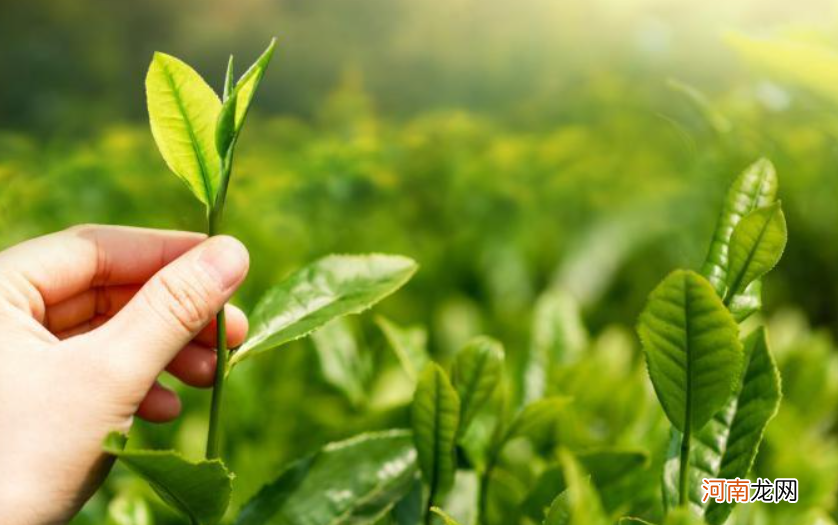 中国最贵的十种茶叶 最贵的茶叶排行榜