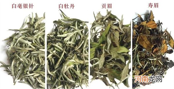 白茶中的花香种类是极多元的 白茶的品种香