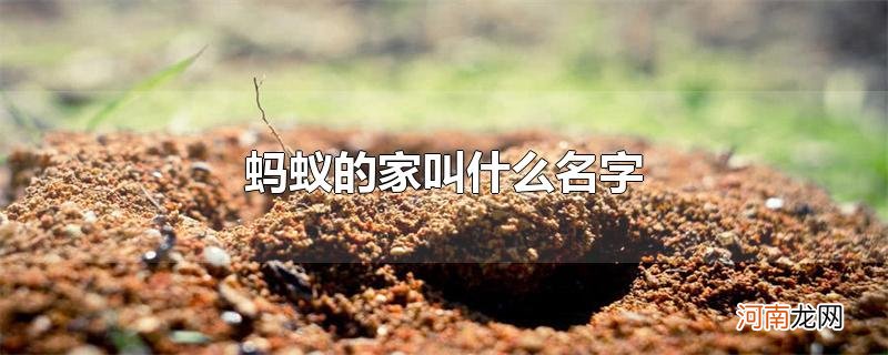 蚂蚁的家叫什么名字