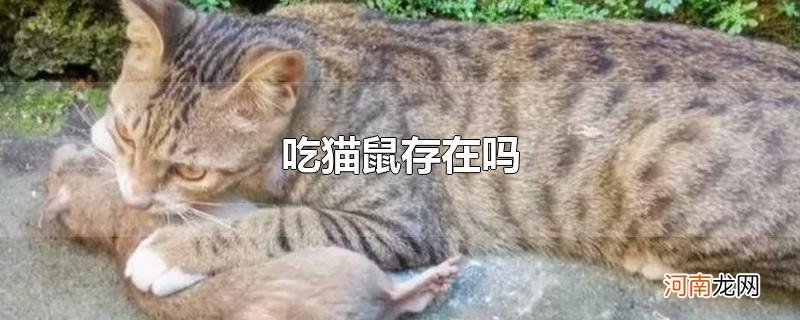 吃猫鼠存在吗