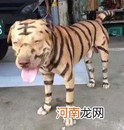 有关老虎的十个搞笑段子 关于动物的经典搞笑段子