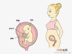 怀孕14周胎儿发育状况及生理变化