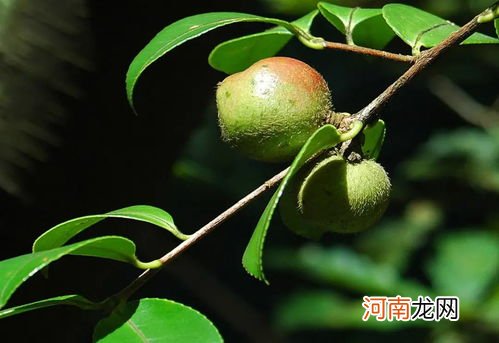 有价无市的茶籽油 茶叶籽油的价格多少