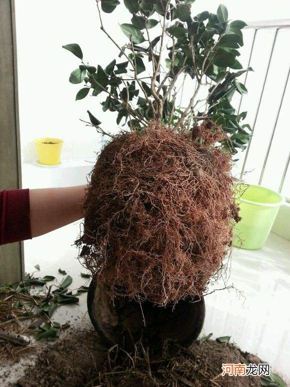 什么土壤种植茶花最好 什么土壤种植茶花最好