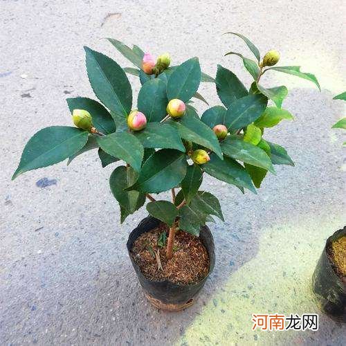 什么土壤种植茶花最好 什么土壤种植茶花最好