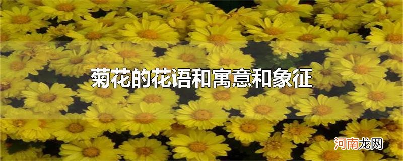 菊花的花语和寓意和象征