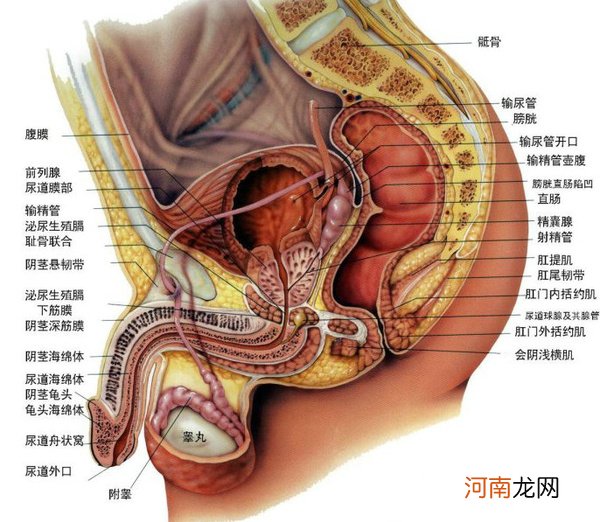 龟头红点怎么回事不痛不痒