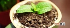 怎么种植咖啡苗盆栽 如何种植咖啡苗盆栽