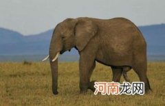 怕死的大象 大象童话故事