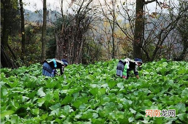 关于元宵节的传说 偷菜是什么节日的风俗